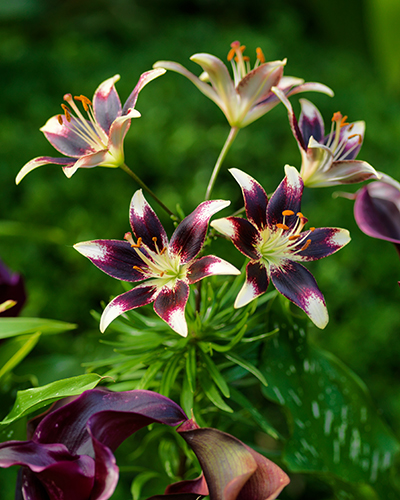 ĽALIA NETTYS PRIDE - 50 ks